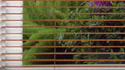 Horizontal Blinds